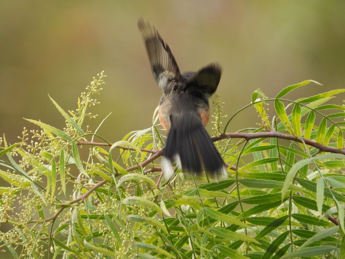 Black-and-rufous Warbling Finch - ML643317941