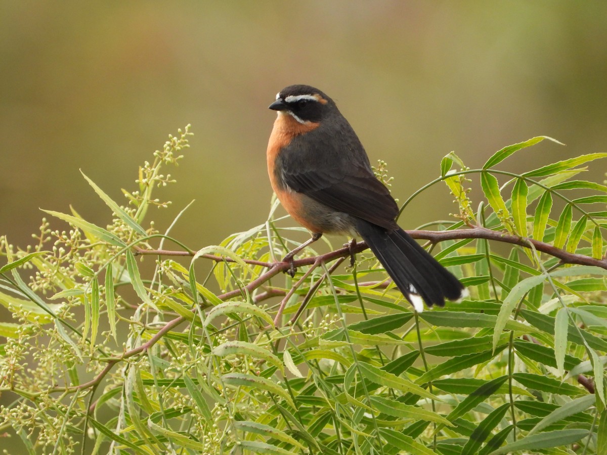 Black-and-rufous Warbling Finch - ML643317942