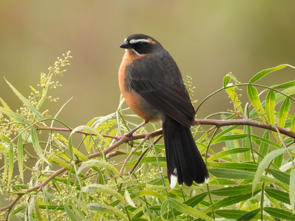 Black-and-rufous Warbling Finch - ML643317943