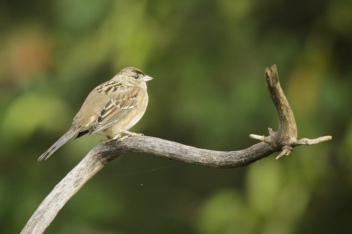 Golden-crowned Sparrow - ML643317946