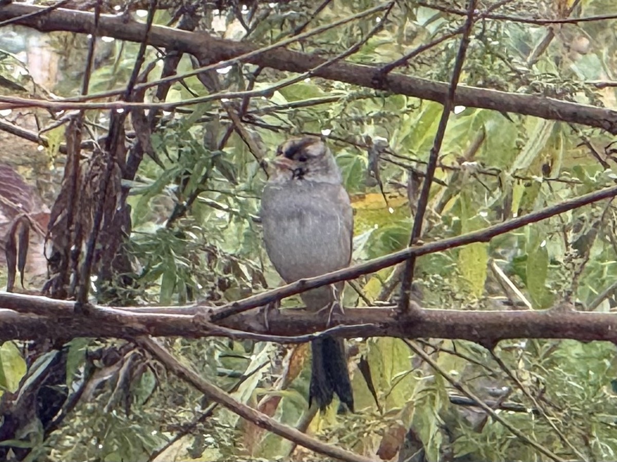 White-crowned Sparrow - ML643317948