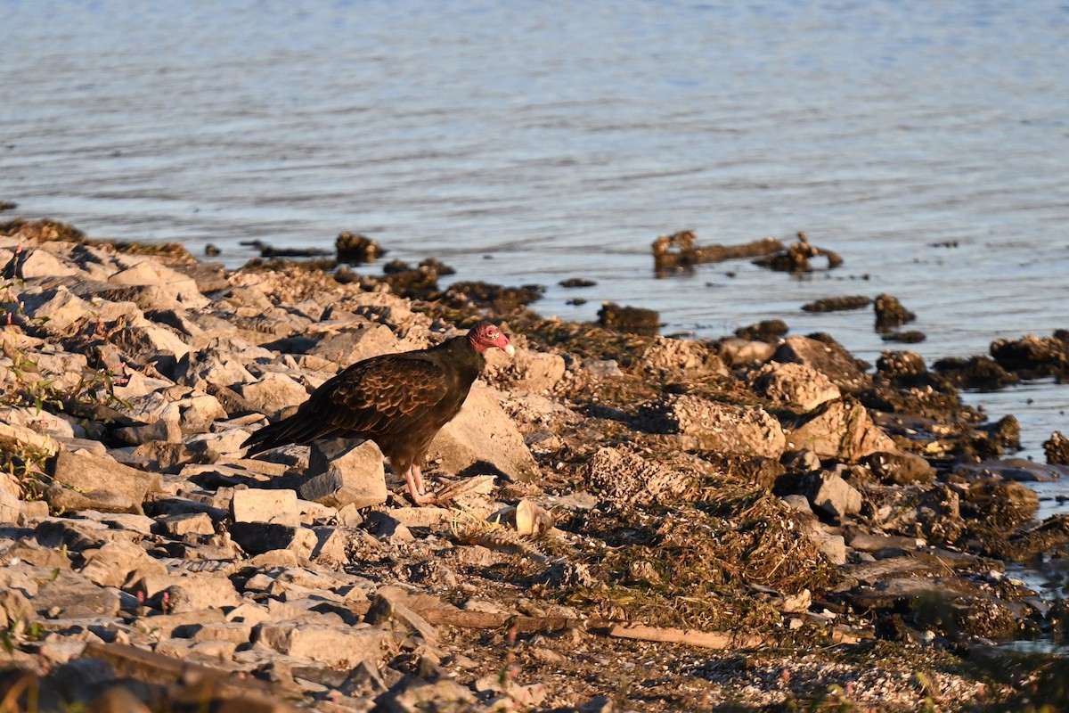 Turkey Vulture - ML643317956