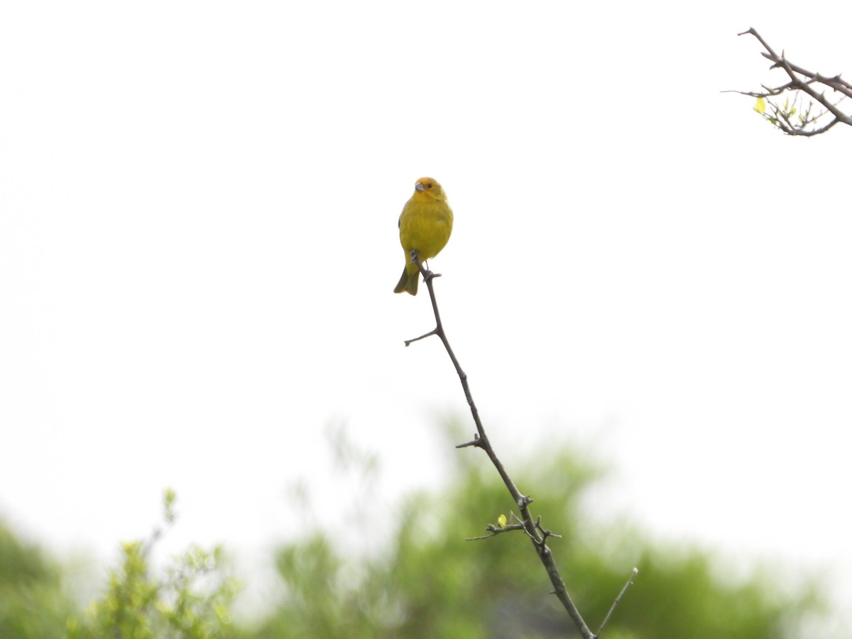 Saffron Finch - ML643317967