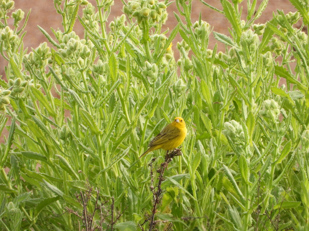 Saffron Finch - ML643317968