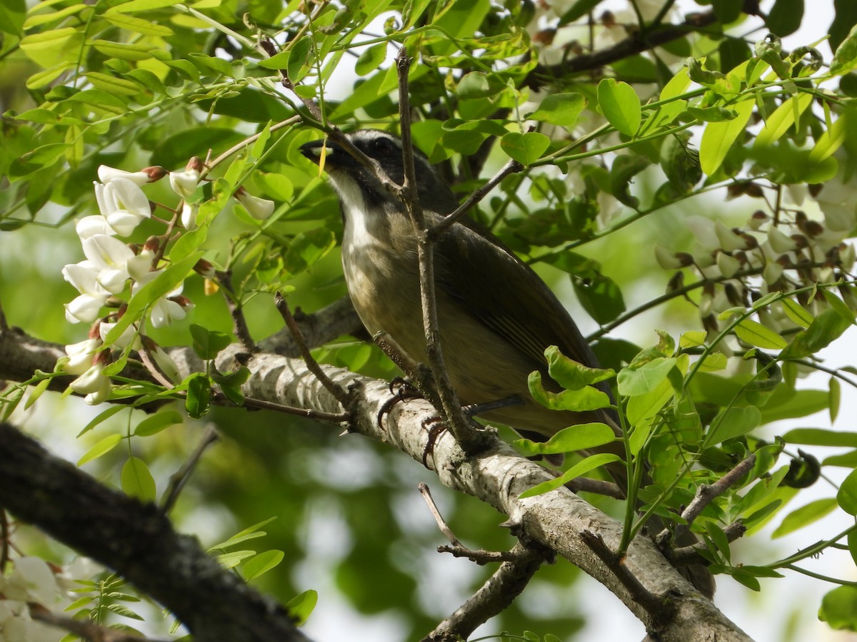 Green-winged Saltator - ML643317975
