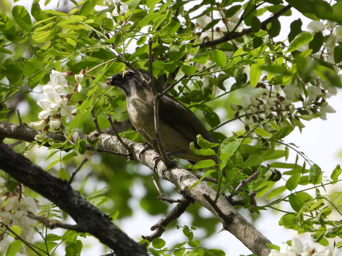 Green-winged Saltator - ML643317976
