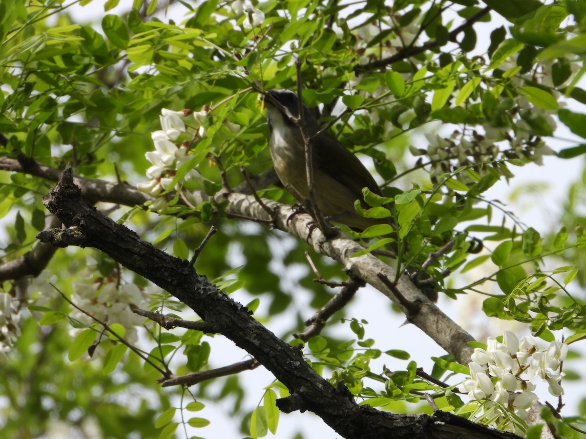 Green-winged Saltator - ML643317977