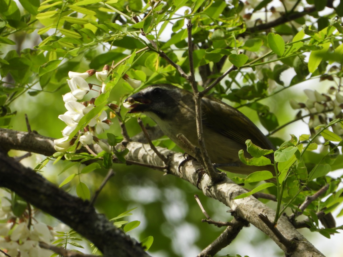 Green-winged Saltator - ML643317978