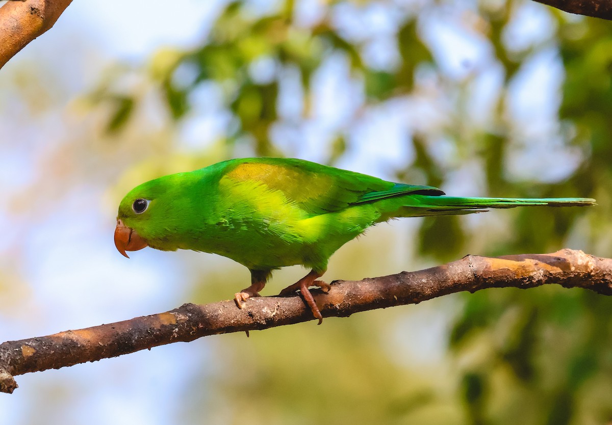 Plain Parakeet - ML643317980