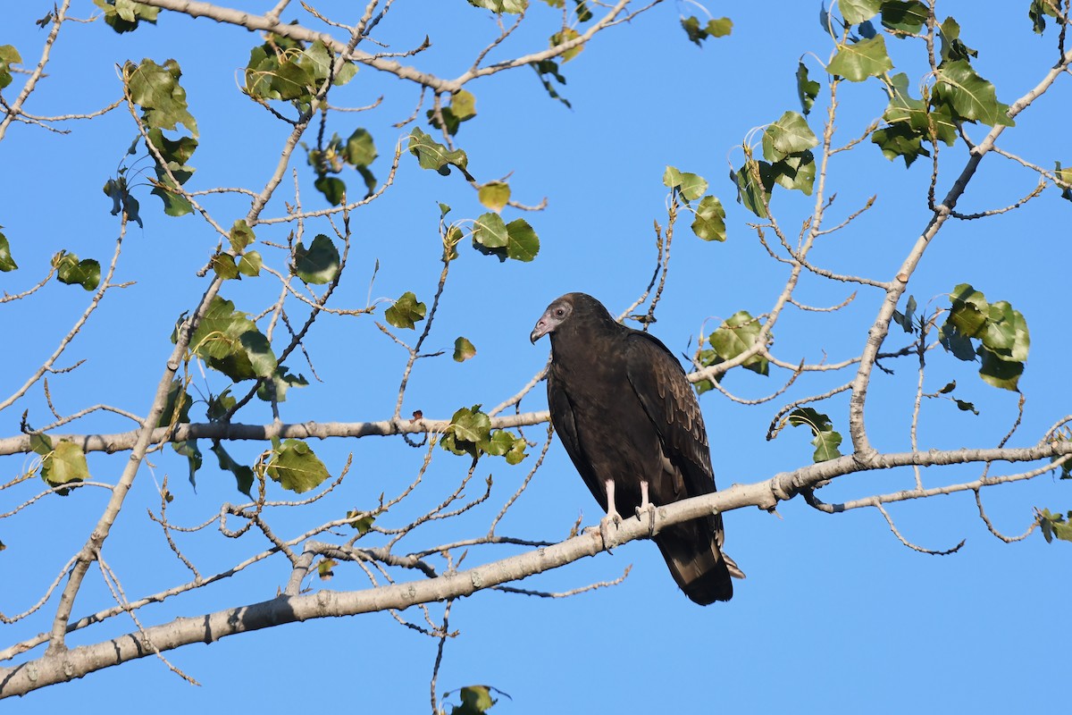 Turkey Vulture - ML643317981