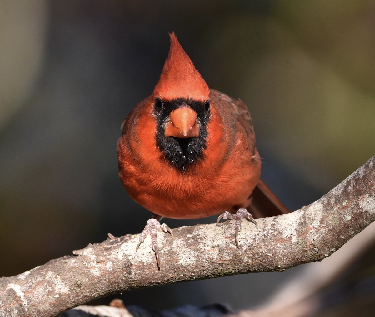 Northern Cardinal - ML643317985