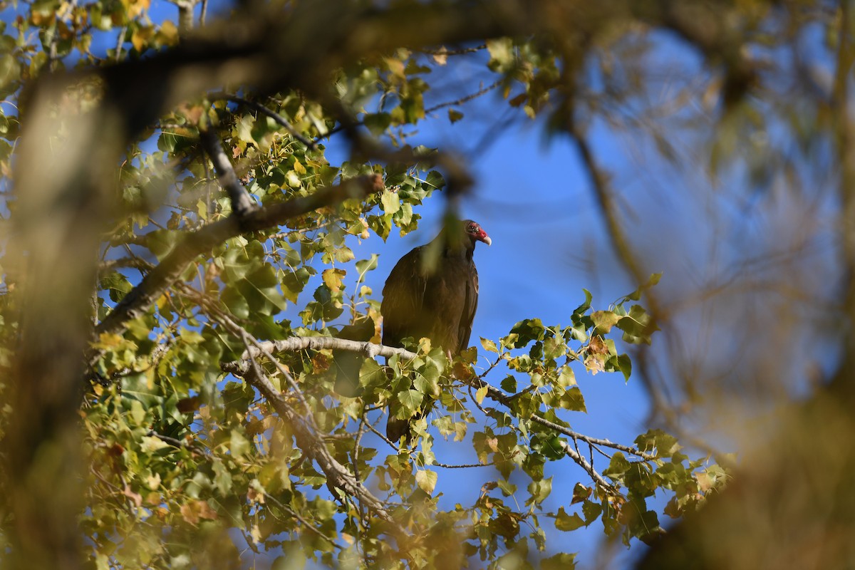 Turkey Vulture - ML643317988
