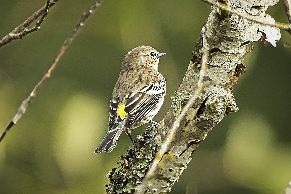 Yellow-rumped Warbler - ML643317991