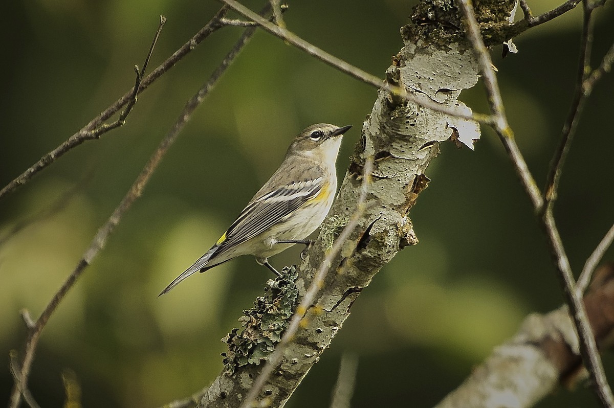 Yellow-rumped Warbler - ML643317992