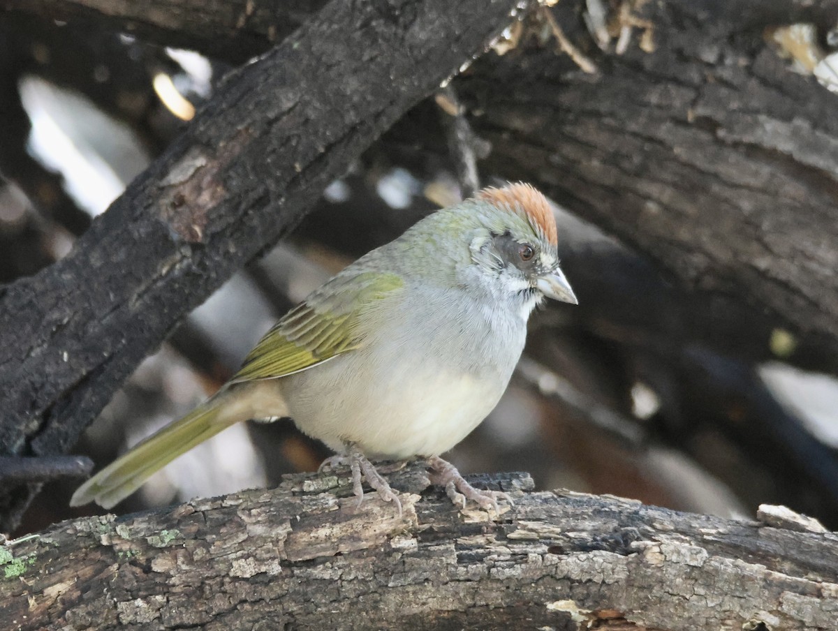 Green-tailed Towhee - ML643317993