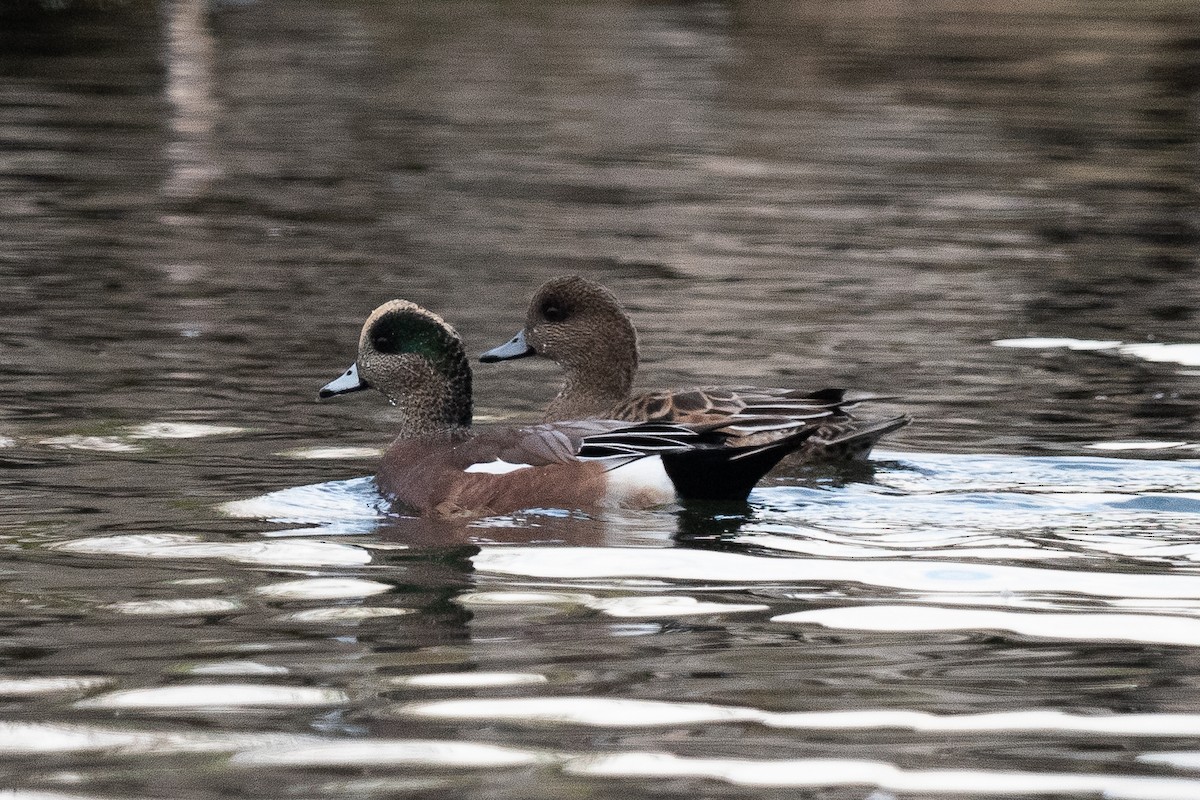 American Wigeon - ML643317994