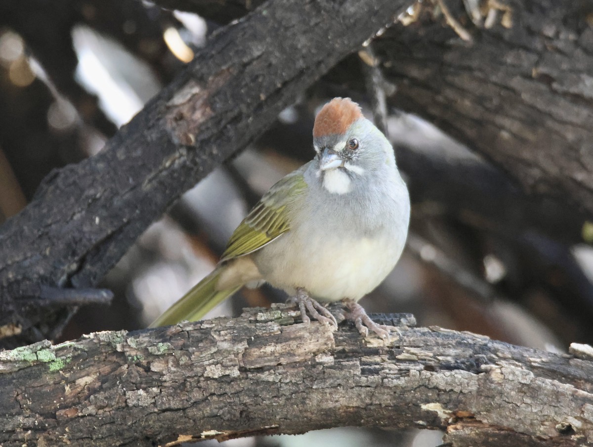 Green-tailed Towhee - ML643317995