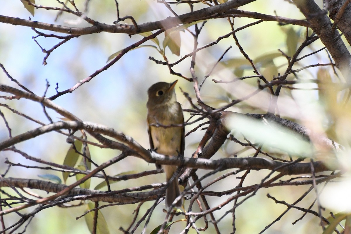 Western Flycatcher (Cordilleran) - ML643317998