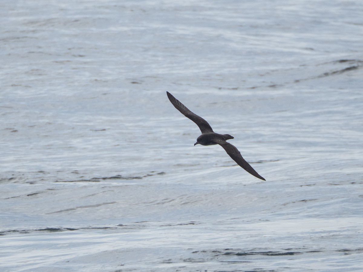 Short-tailed Shearwater - ML643317999