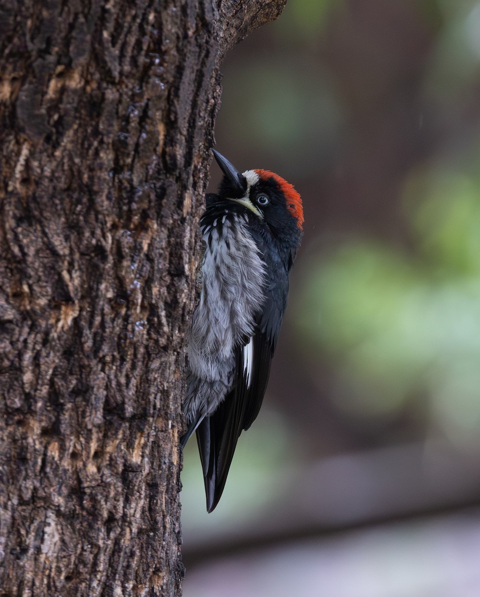 Acorn Woodpecker - ML643318001