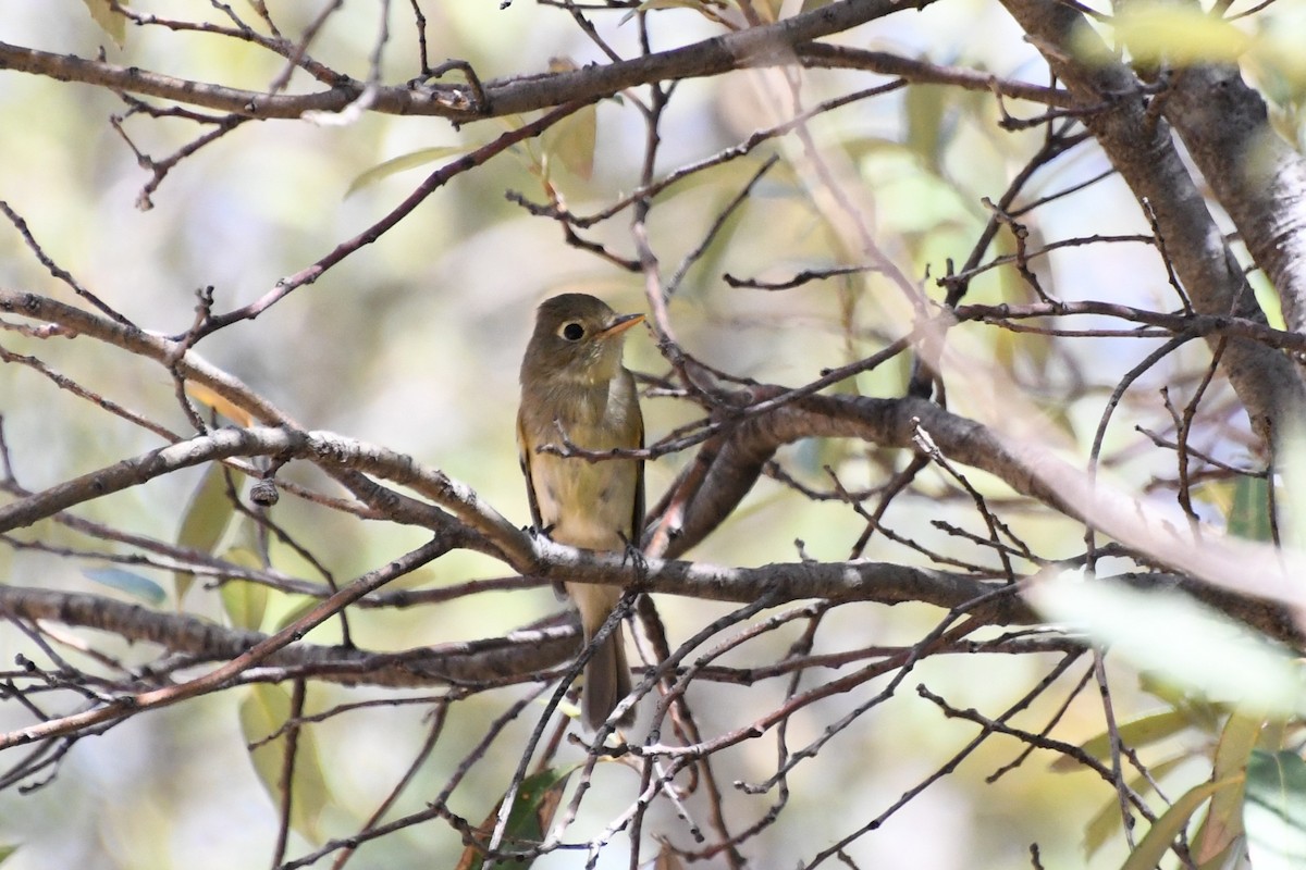 Western Flycatcher (Cordilleran) - ML643318002
