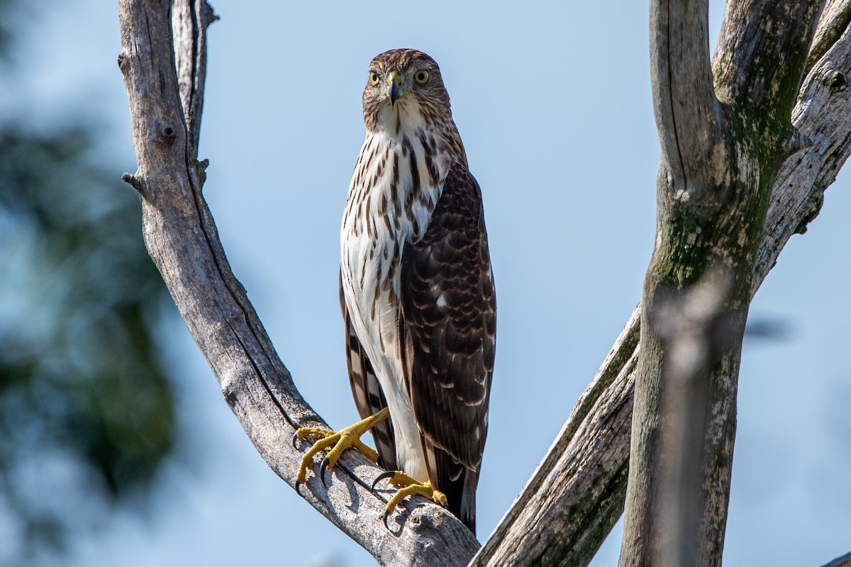 Cooper's Hawk - ML643318003