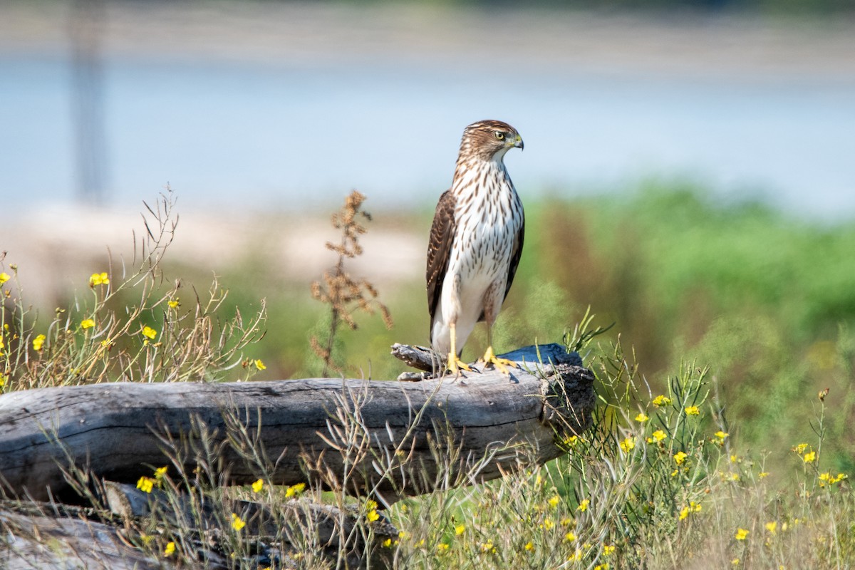 Cooper's Hawk - ML643318004