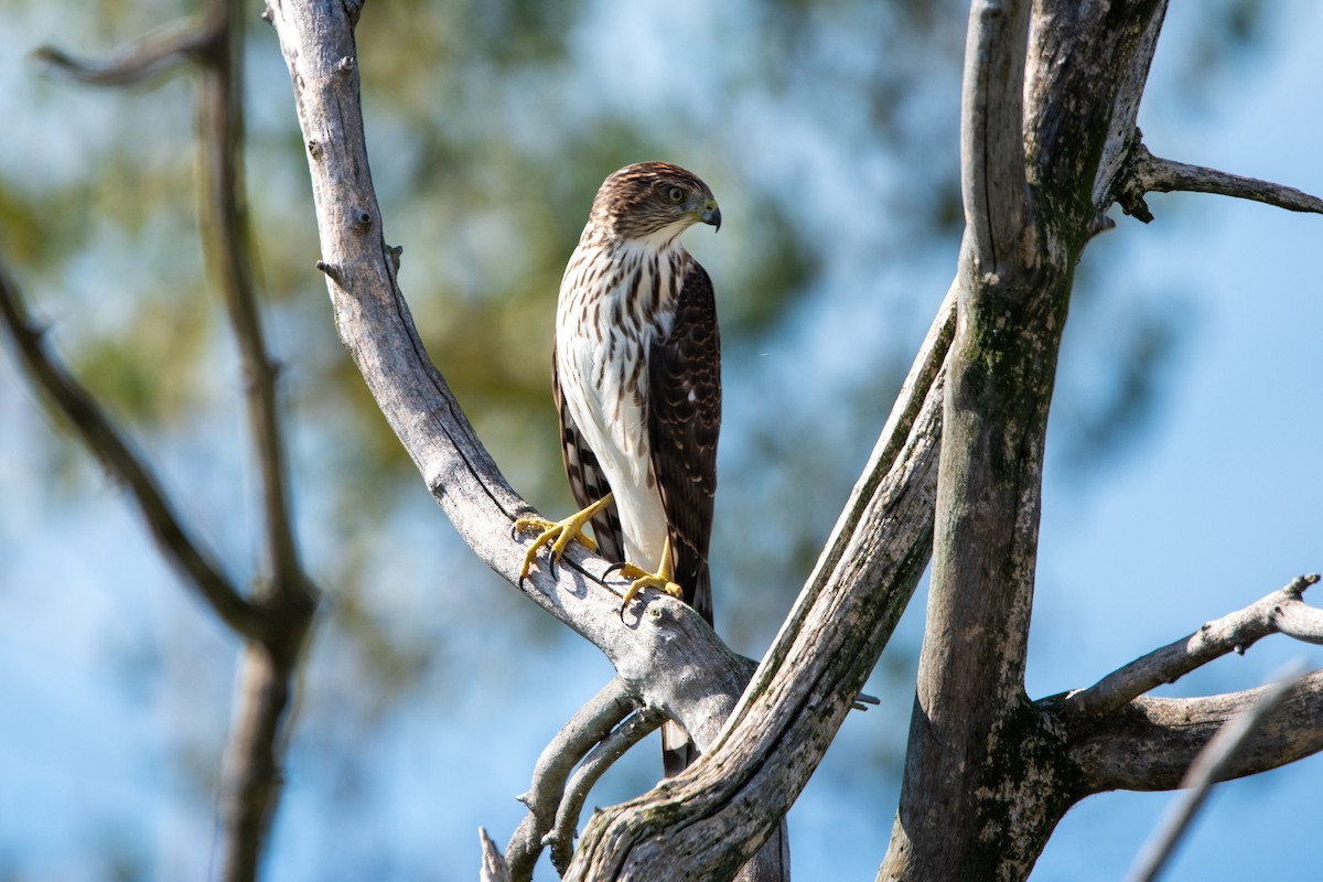 Cooper's Hawk - ML643318005