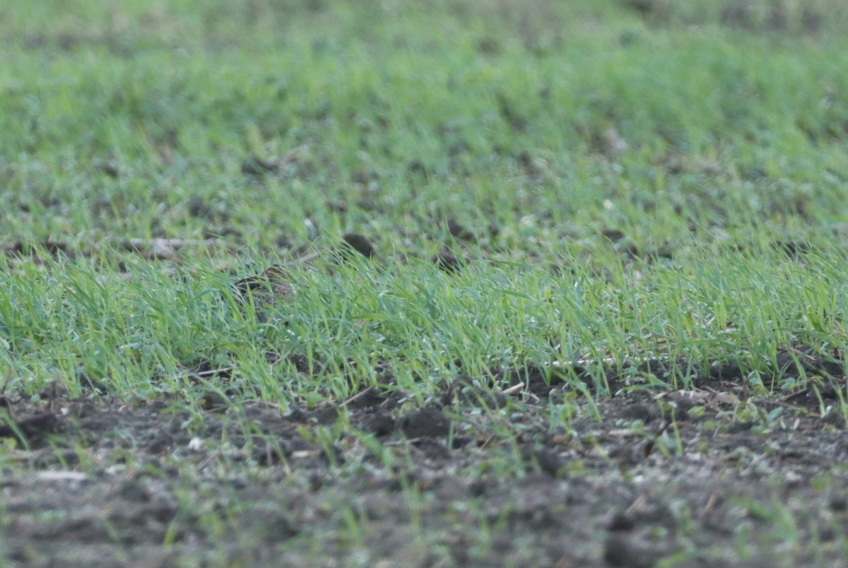 Wilson's Snipe - ML643318006