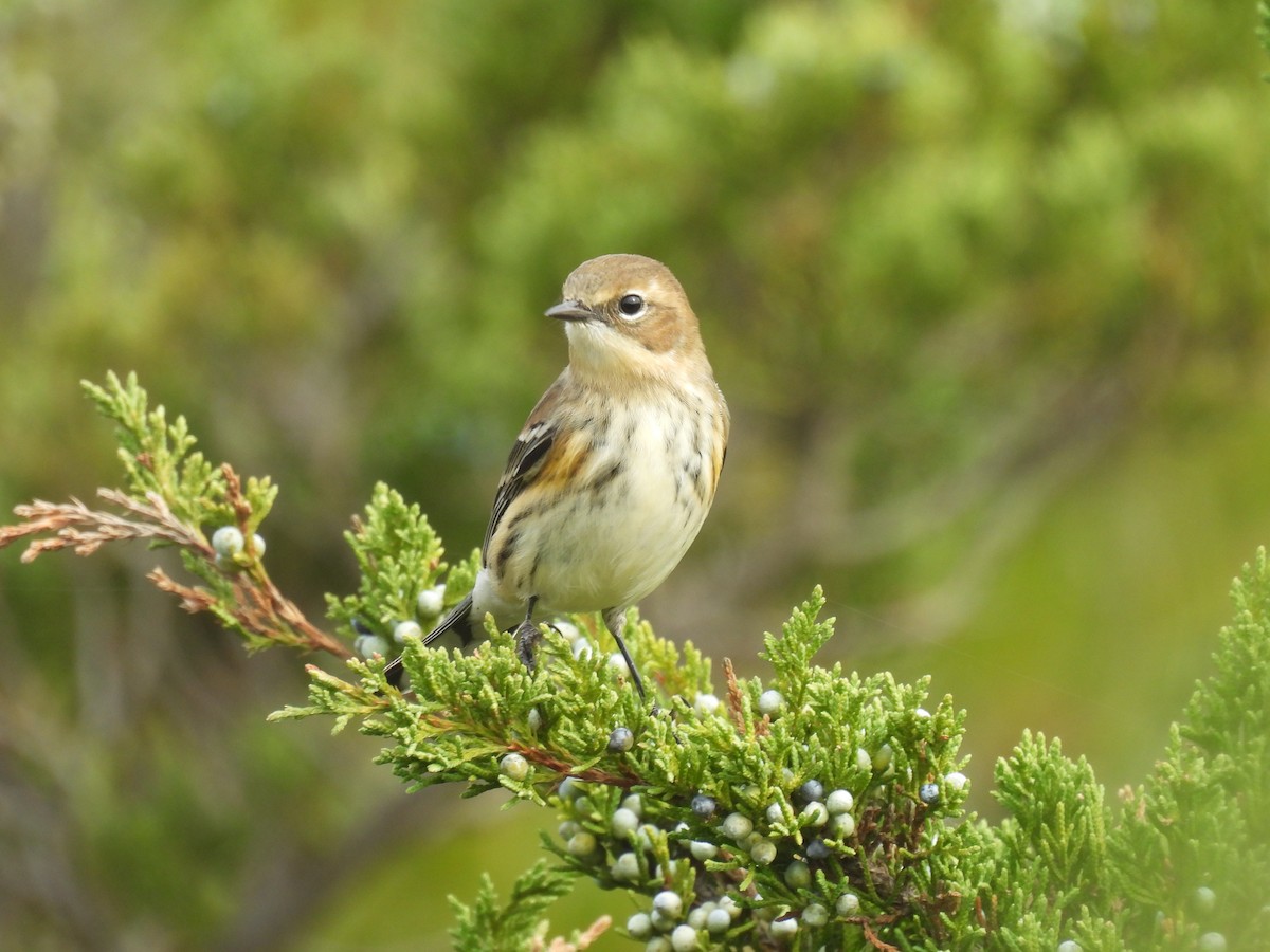 Yellow-rumped Warbler (Myrtle) - ML643318007