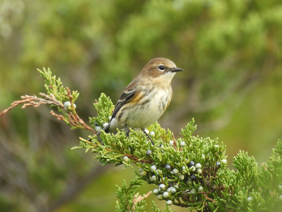 Yellow-rumped Warbler (Myrtle) - ML643318009