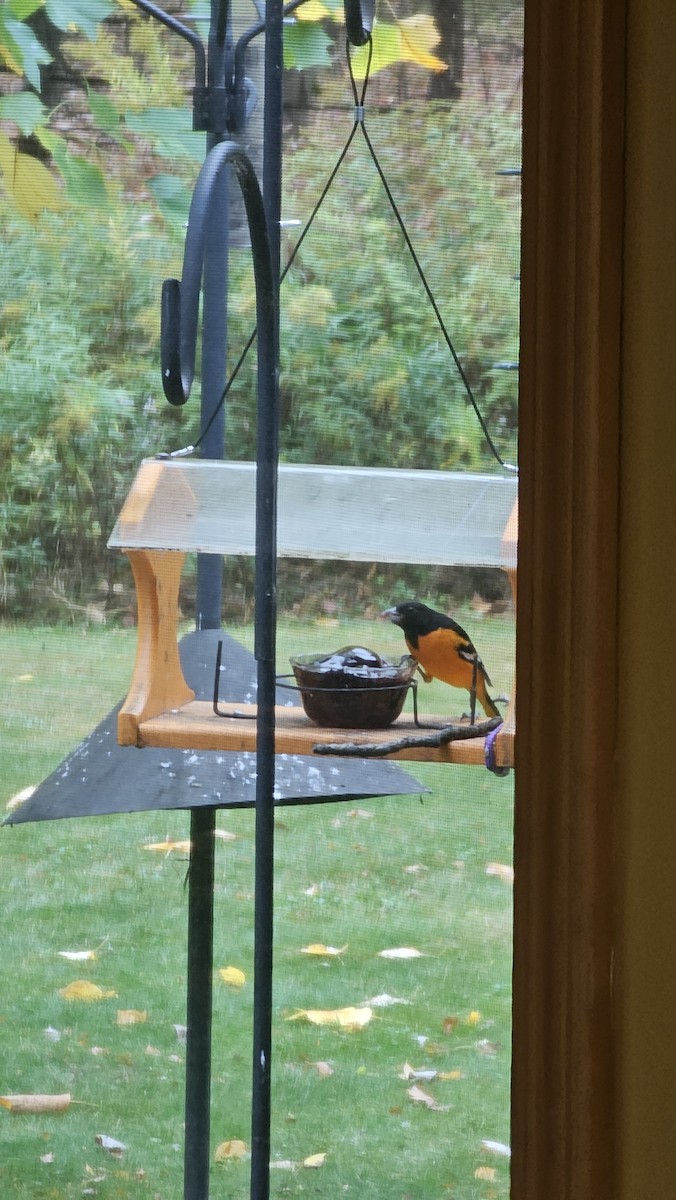 Baltimore Oriole - ML643318010