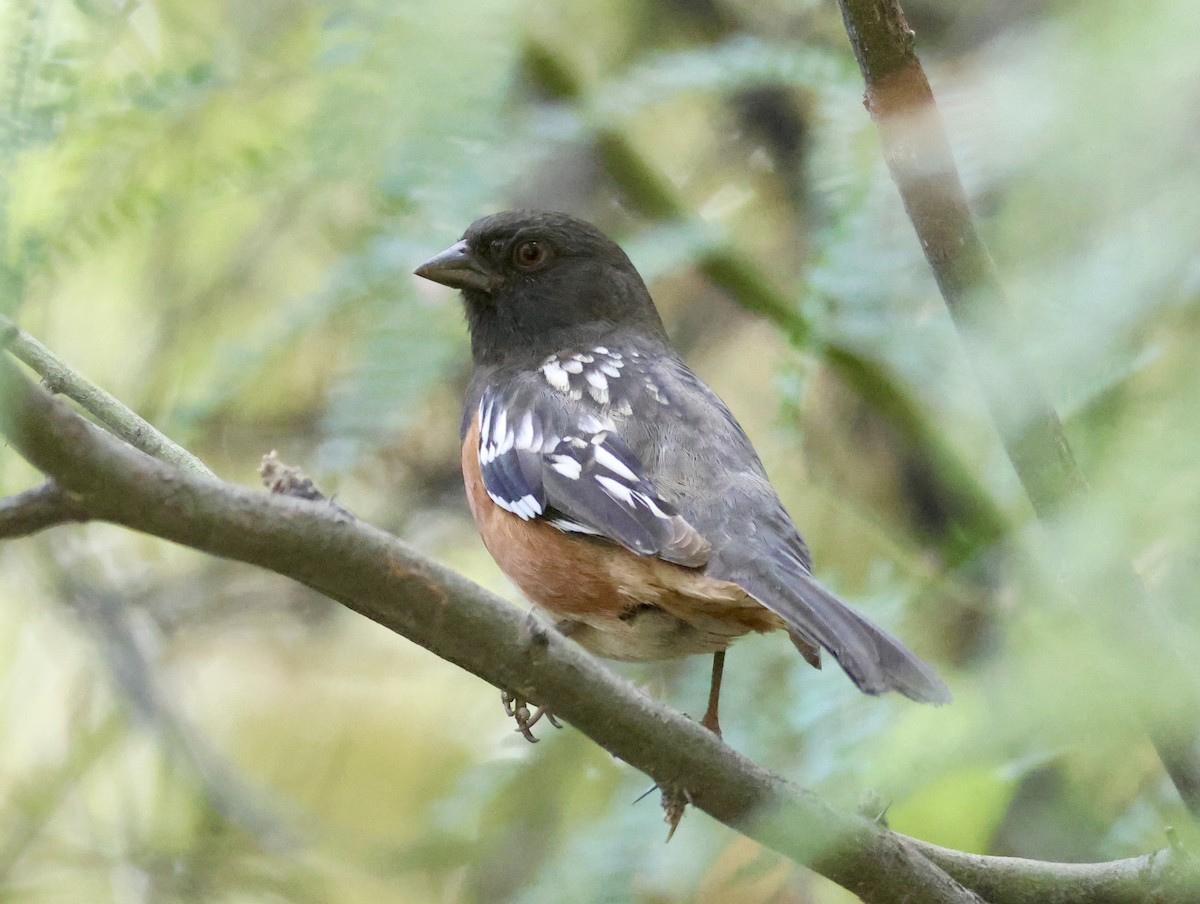 Spotted Towhee - ML643318011