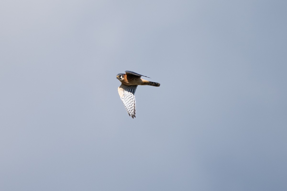 American Kestrel - ML643318013