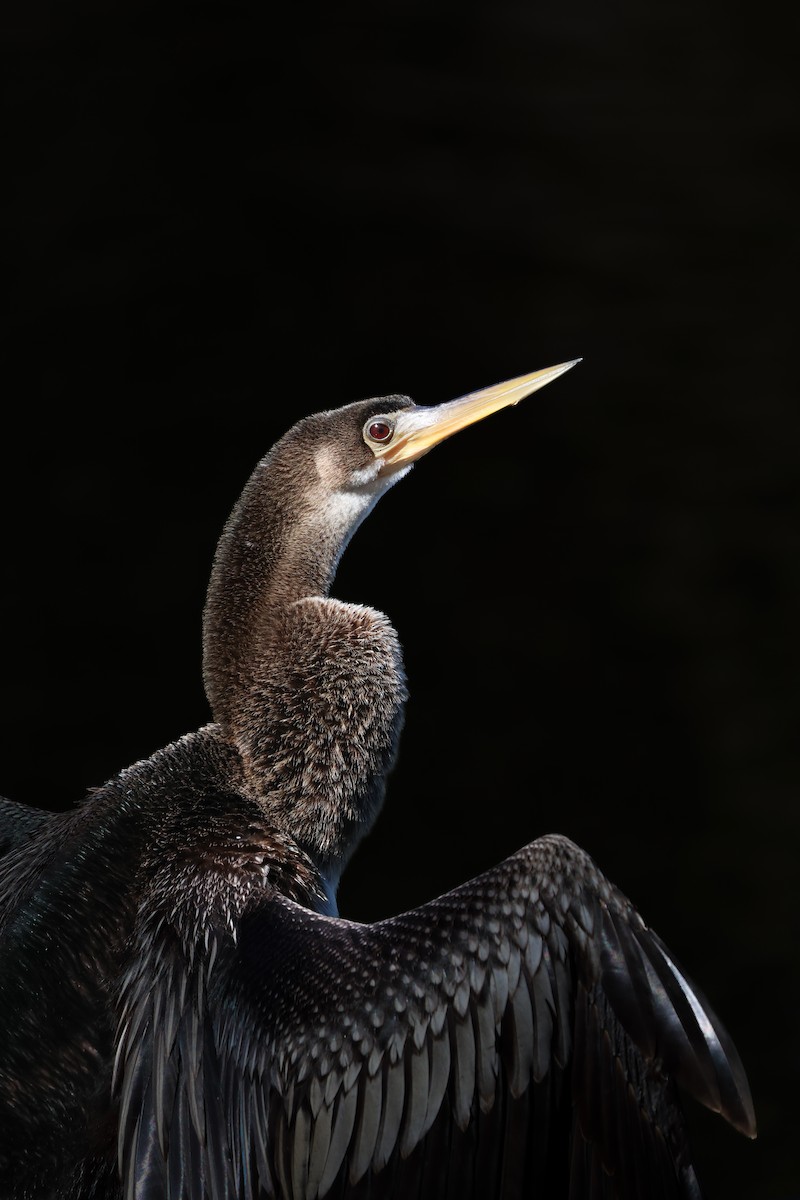 Anhinga - ML643318014