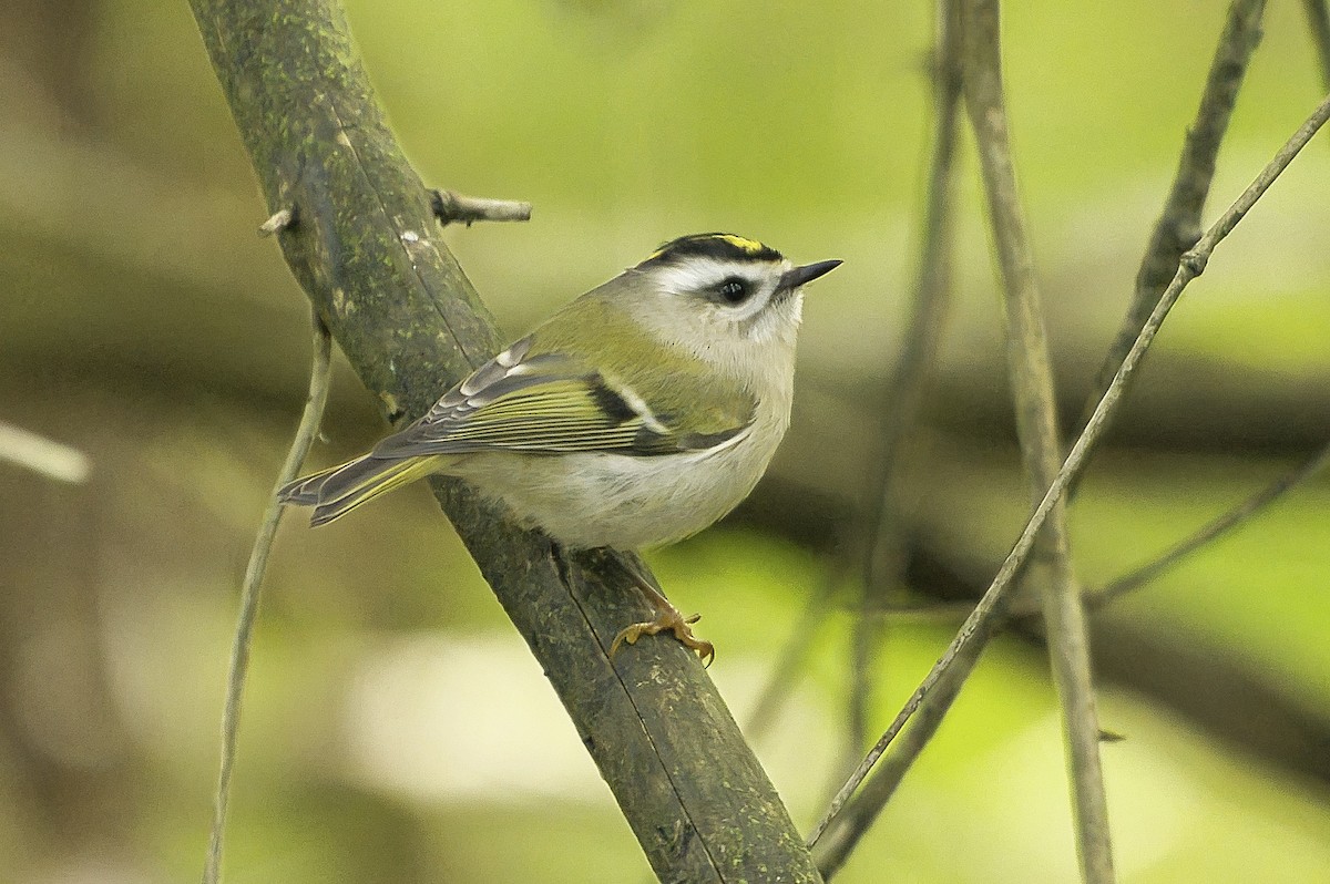 Golden-crowned Kinglet - ML643318020