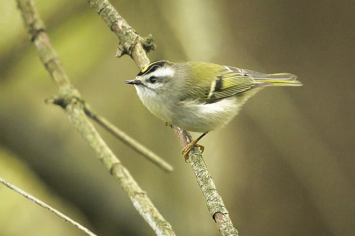Golden-crowned Kinglet - ML643318021