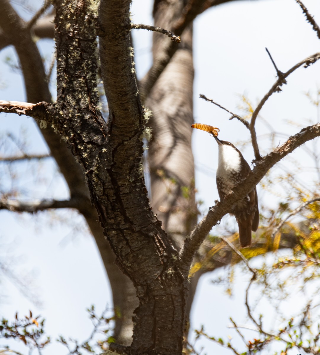 White-throated Treerunner - ML643318023