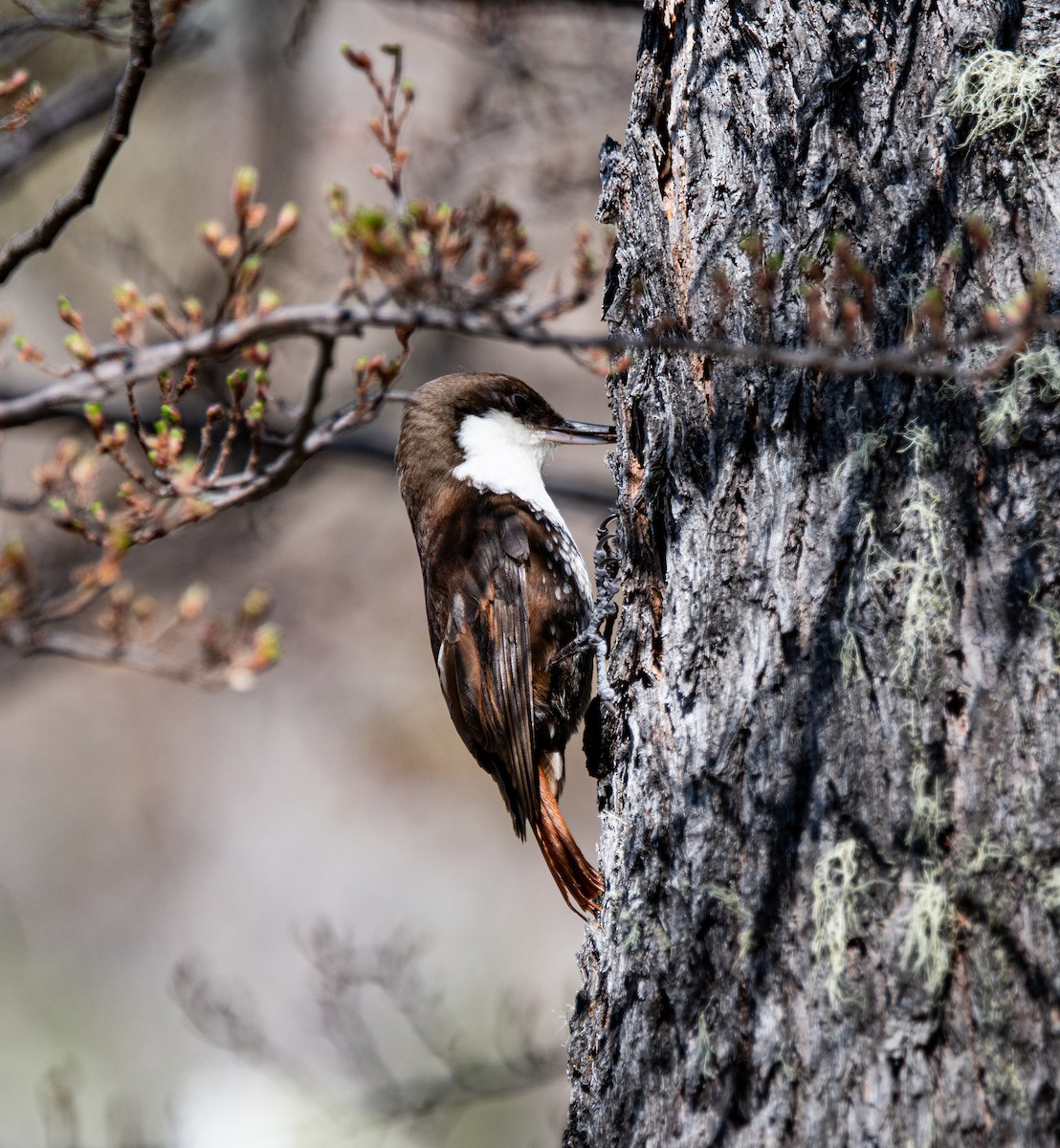 White-throated Treerunner - ML643318024
