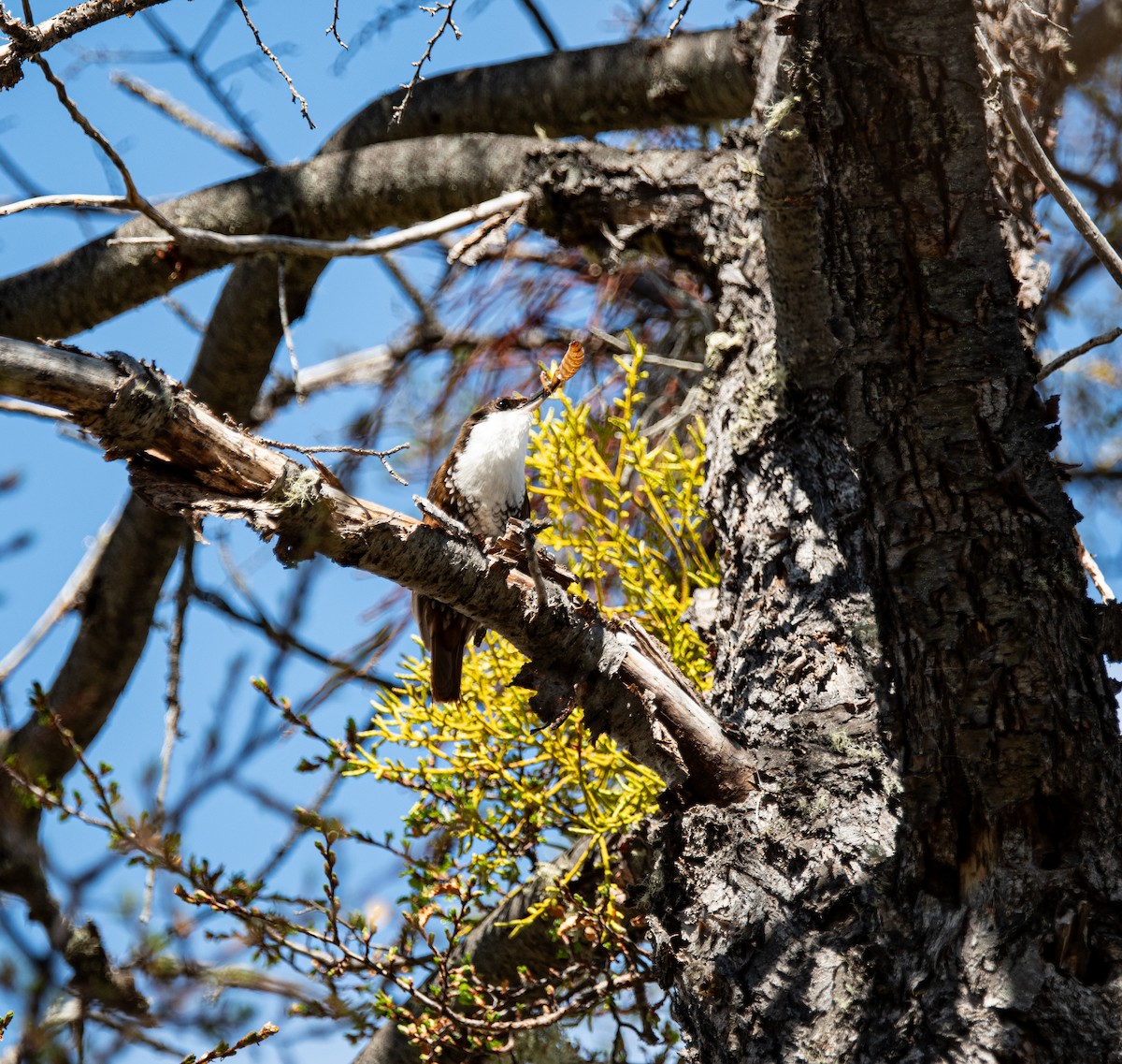 White-throated Treerunner - ML643318025