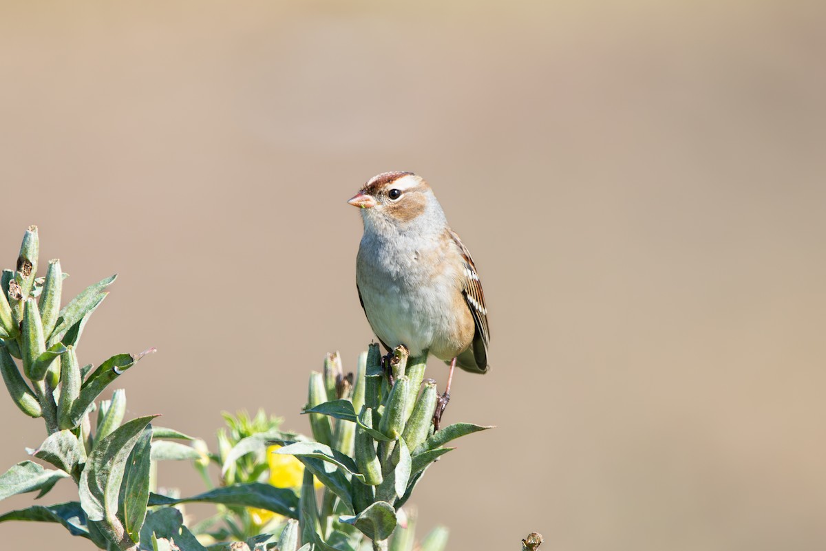White-crowned Sparrow - ML643318035