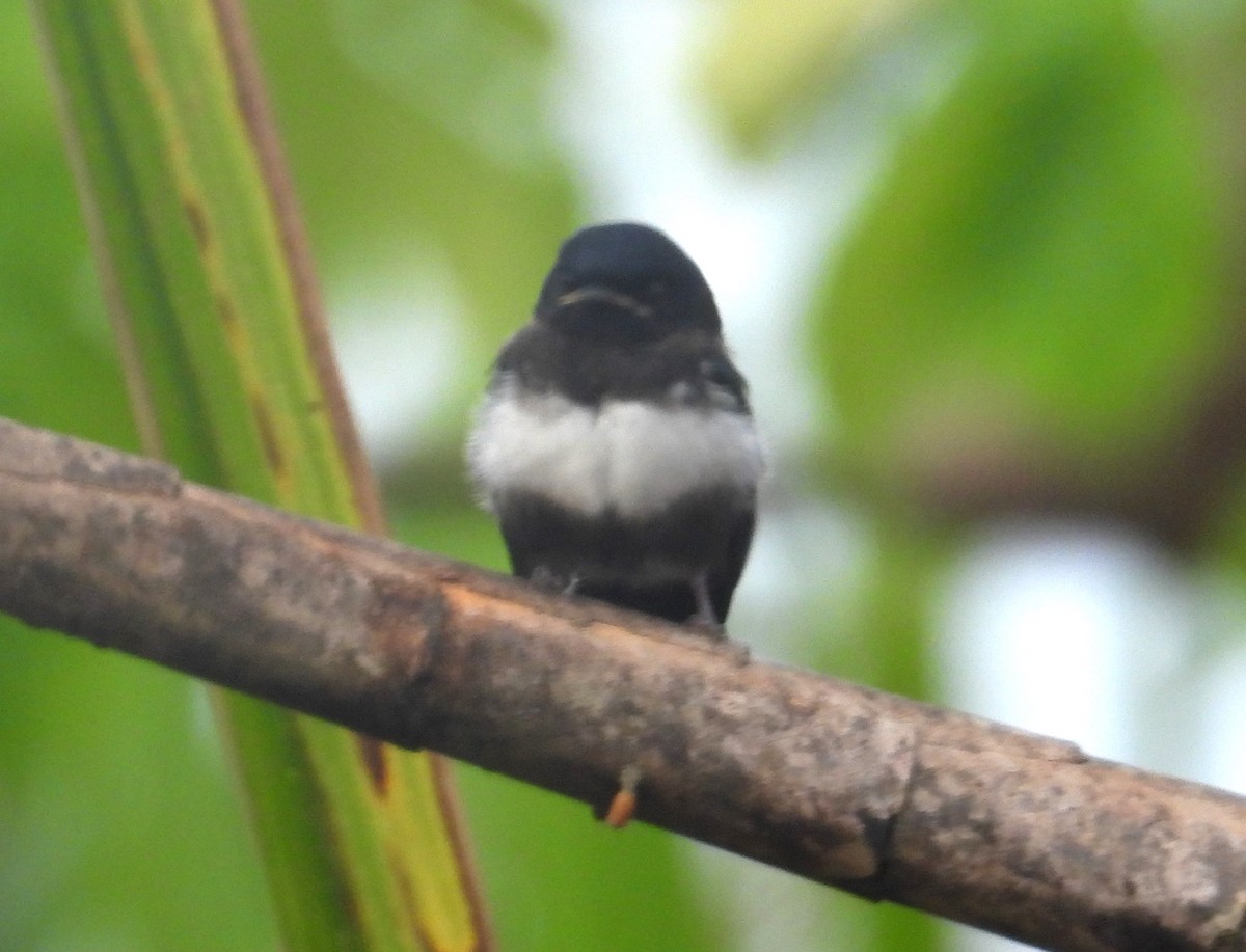 White-banded Swallow - ML643318039