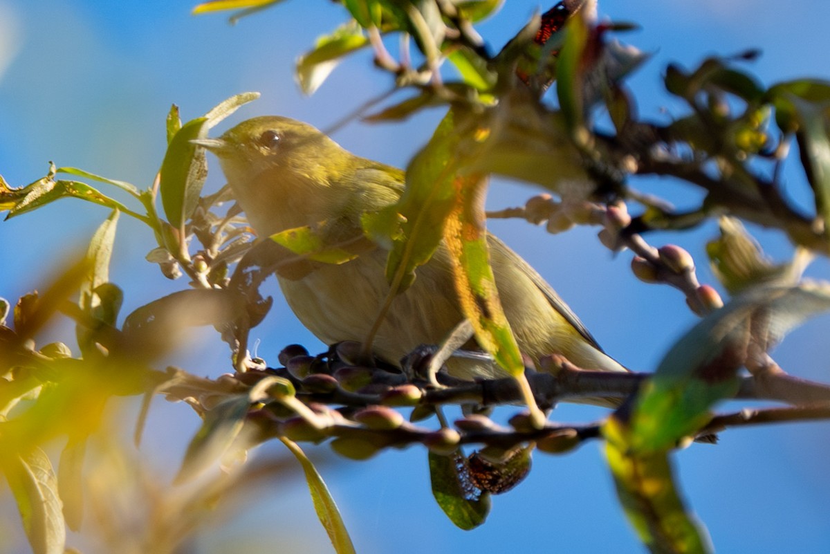 Tennessee Warbler - ML643318045