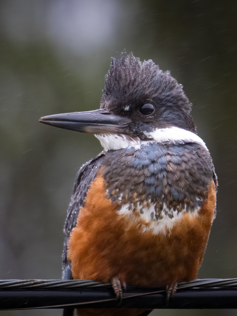 Ringed Kingfisher - ML643318051