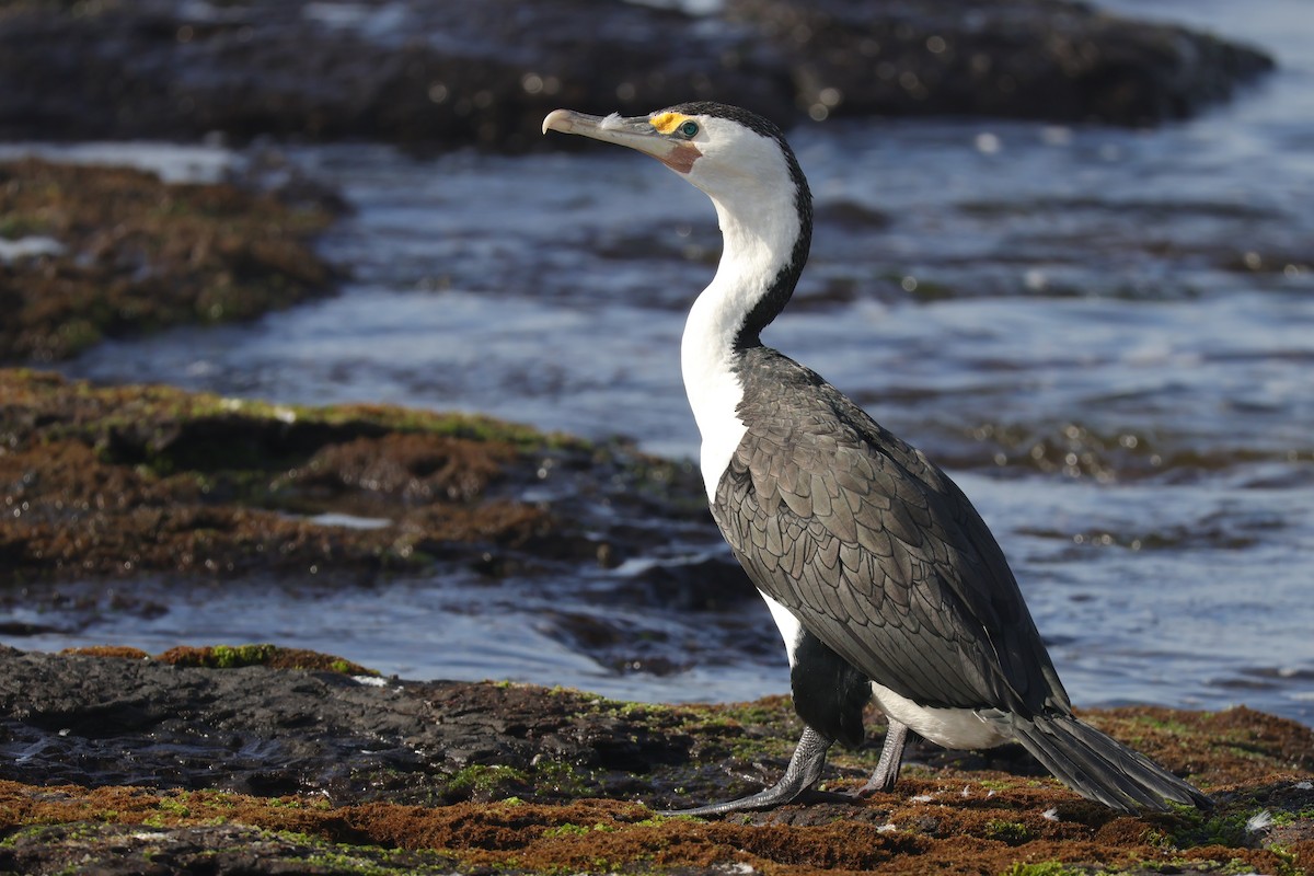Pied Cormorant - ML643318052