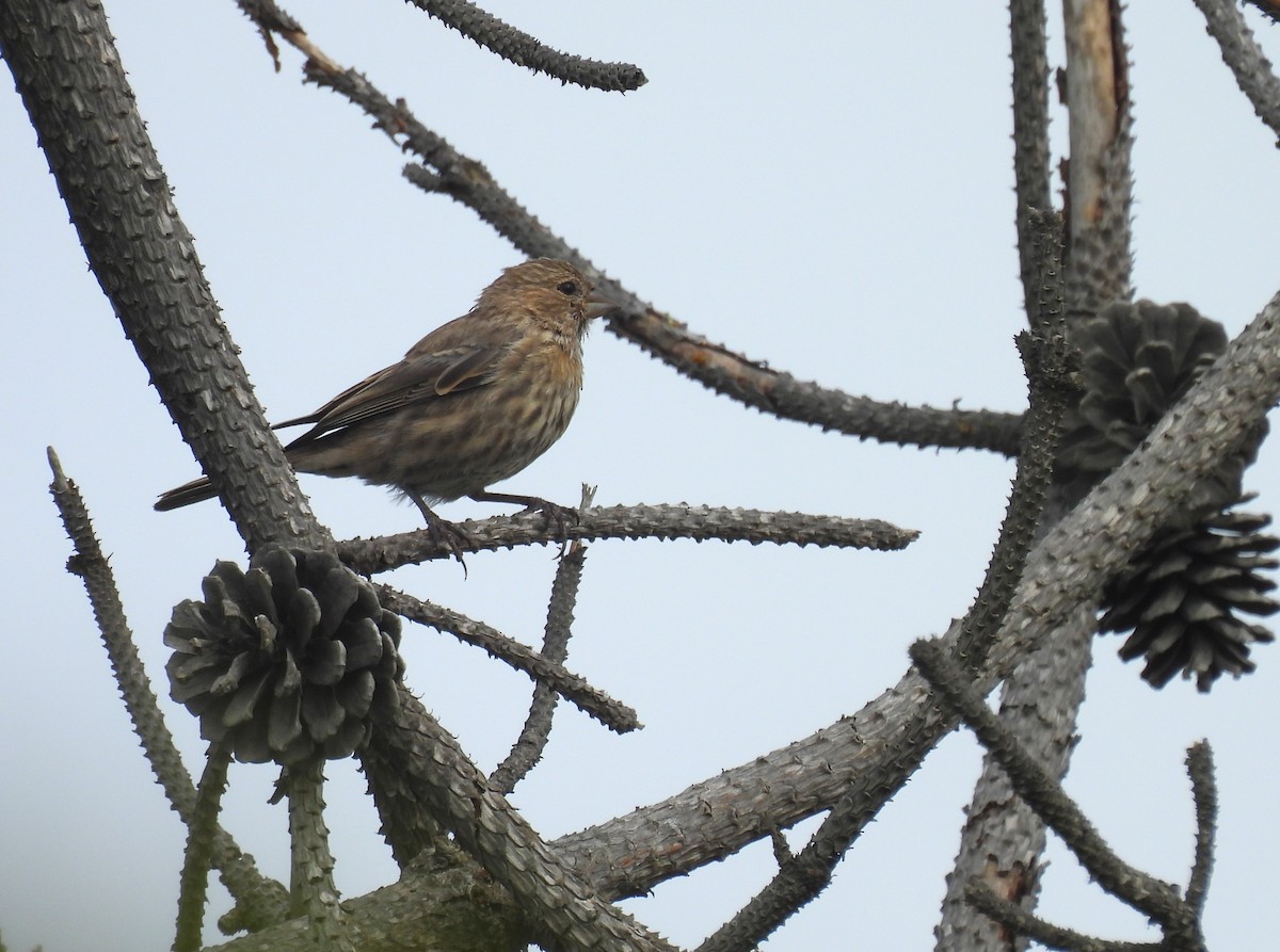House Finch - ML643318055
