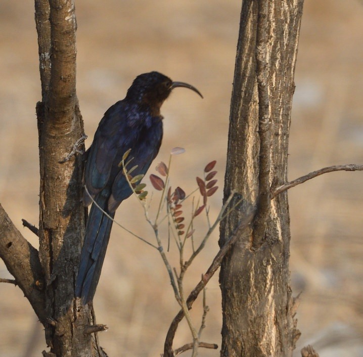Common Scimitarbill - ML643318057