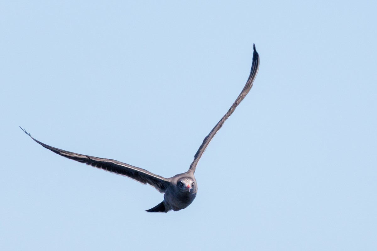 Heermann's Gull - ML643318058