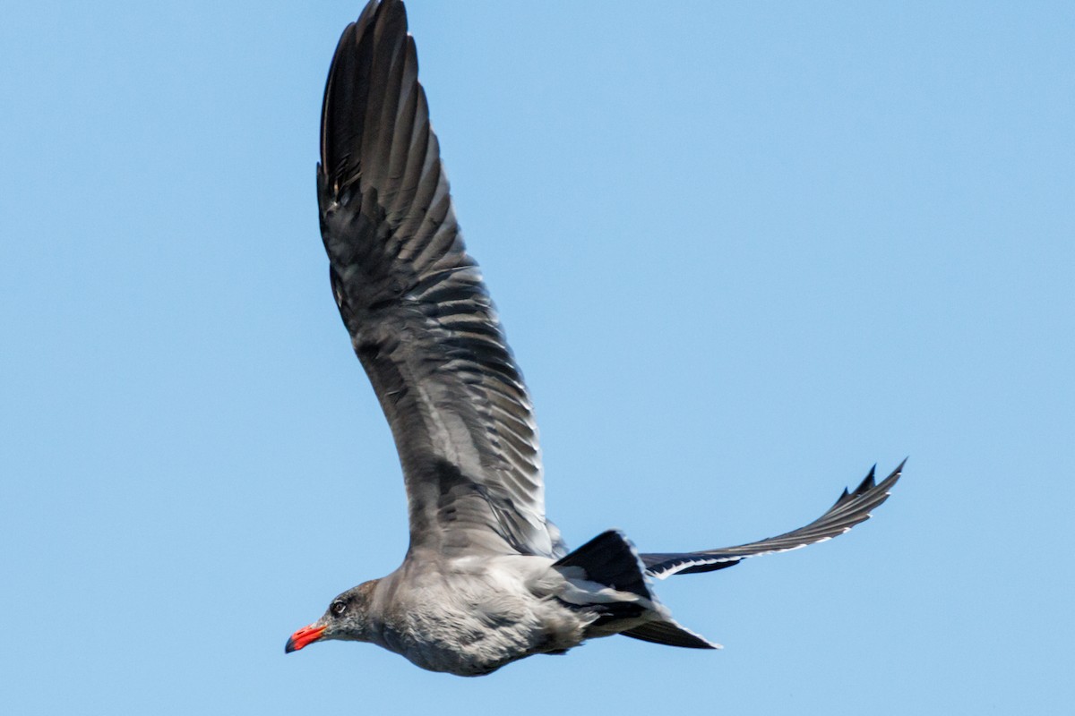 Heermann's Gull - ML643318059