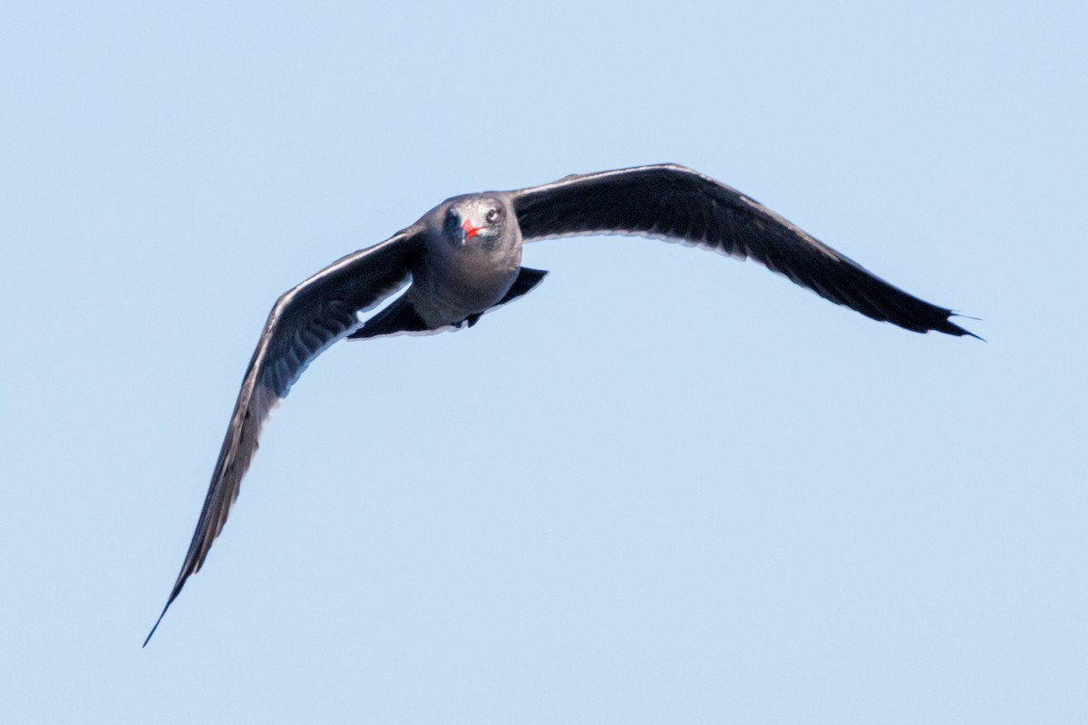 Heermann's Gull - ML643318060